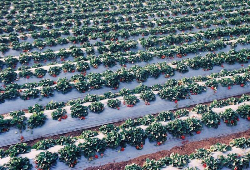 white-mulching-sheet-for-tomato