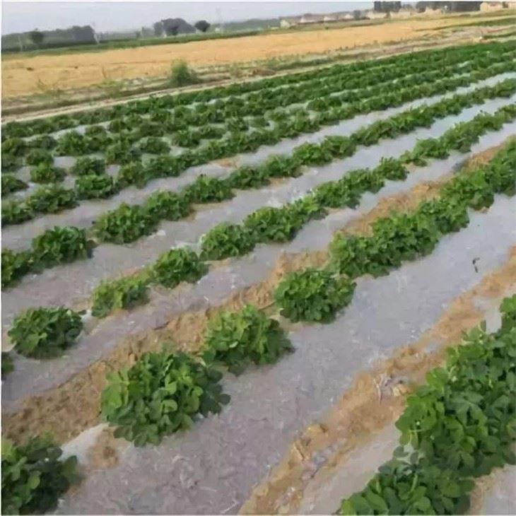 Agricultural Mulch Film