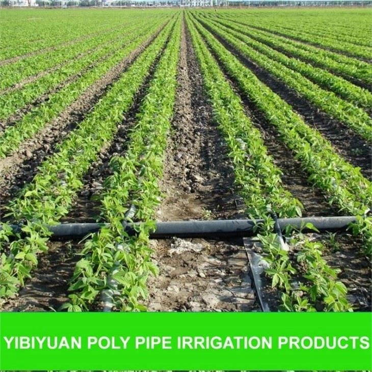 Poly Pipe Irrigation